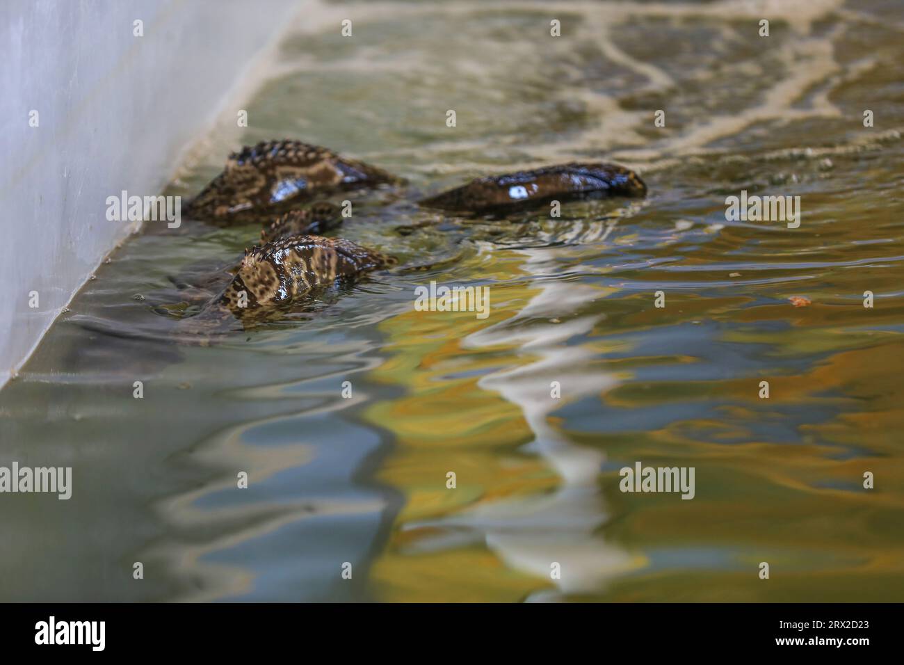 Zackenbarsch schwimmt frei im Aquakulturteich in einer Wasserproduktfarm in Nordchina Stockfoto