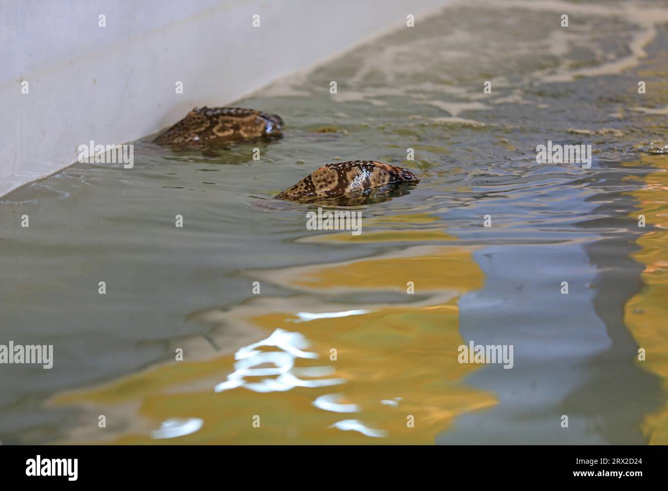 Zackenbarsch schwimmt frei im Aquakulturteich in einer Wasserproduktfarm in Nordchina Stockfoto