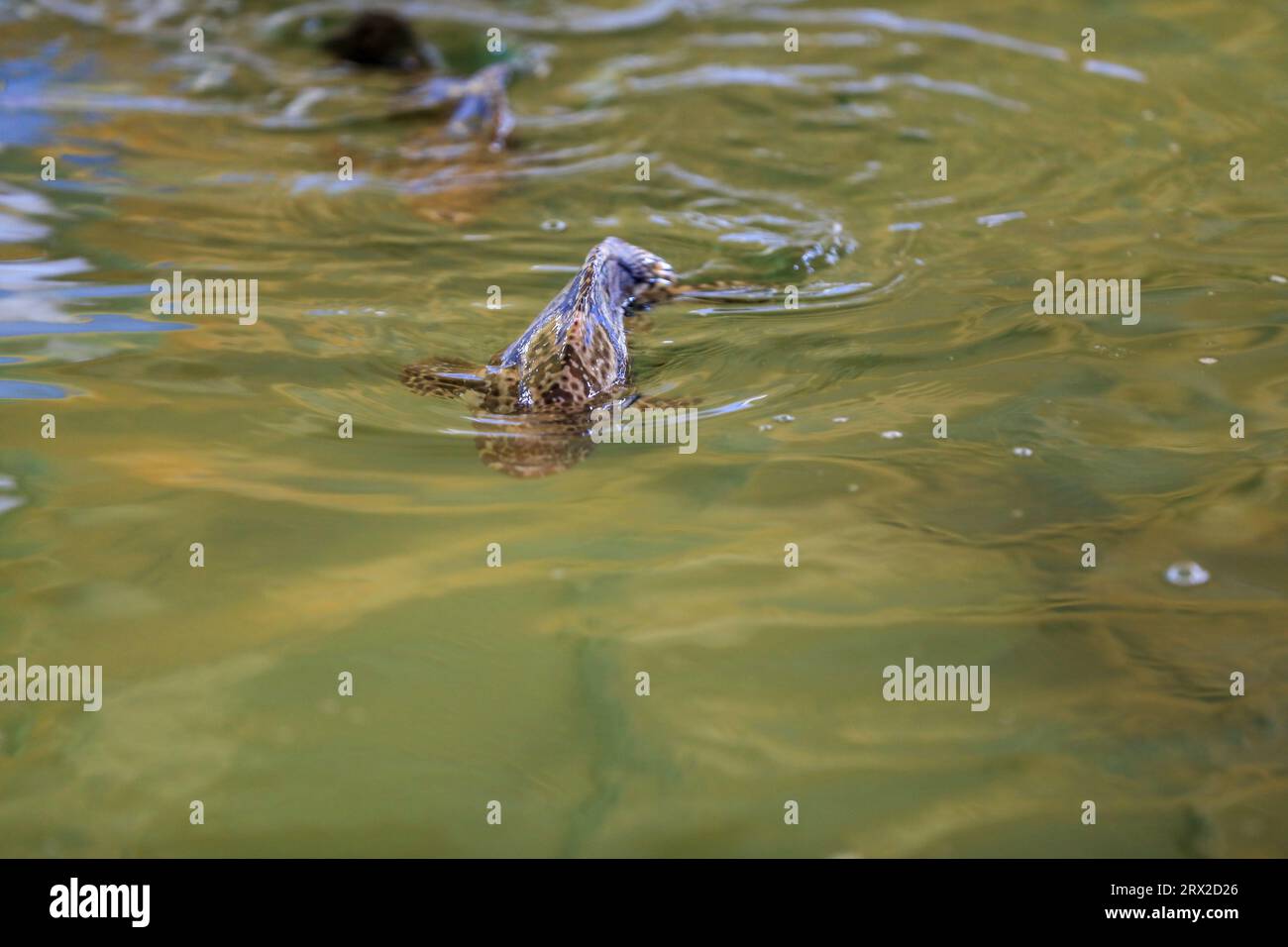 Zackenbarsch schwimmt frei im Aquakulturteich in einer Wasserproduktfarm in Nordchina Stockfoto