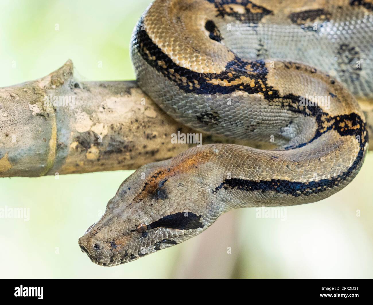 Eine Erwachsene mittelamerikanische Boa (Boa Imperator) während des Tages, Caletas, Costa Rica, Mittelamerika Stockfoto