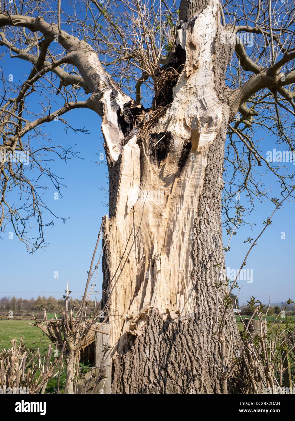 Baum in Spring Tree Trunk beschädigt Großbritannien Stockfoto