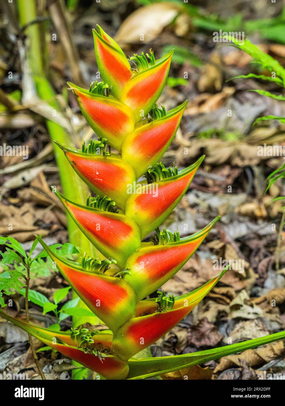 Eine Heliconia (Heliconia wagneriana) beginnt gerade in Rio Seco, Costa Rica, Mittelamerika zu blühen Stockfoto
