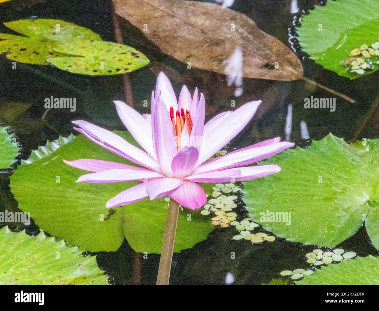 Eine ägyptische weiße Seerose (Nymphaea lotus), die im Regenwald in Playa Blanca, Costa Rica, Mittelamerika wächst Stockfoto