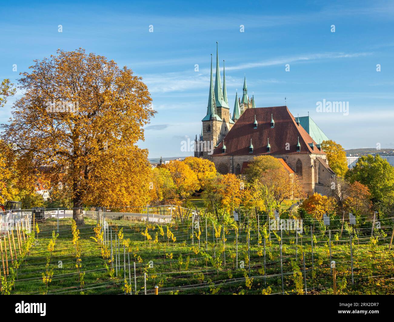 Blick auf St. Severuskirche in Erfurt, Hauptstadt und größte Stadt des mitteldeutschen Landes Thüringen, Deutschland, Europa Stockfoto