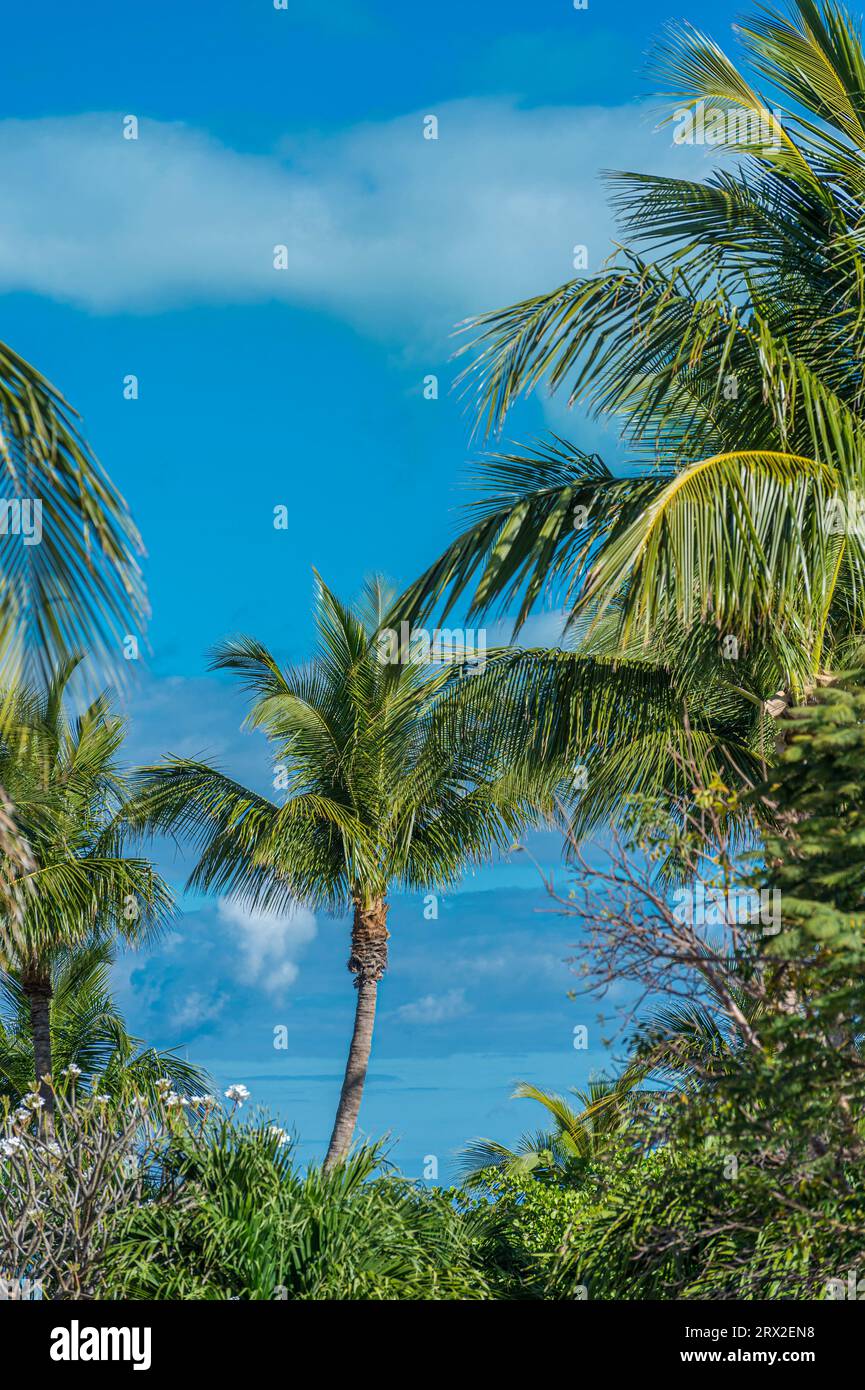 Palmen auf der KaribikislandFlorida Keys USA Stockfoto