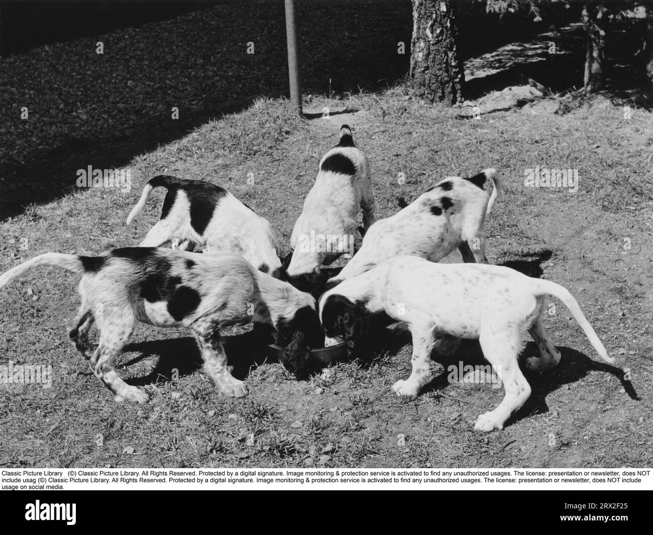 In den 1950er Jahren Fünf Hunde essen Essen aus derselben Schüssel und scheinen sich wirklich gut zu verstehen. Schweden 1957 Stockfoto