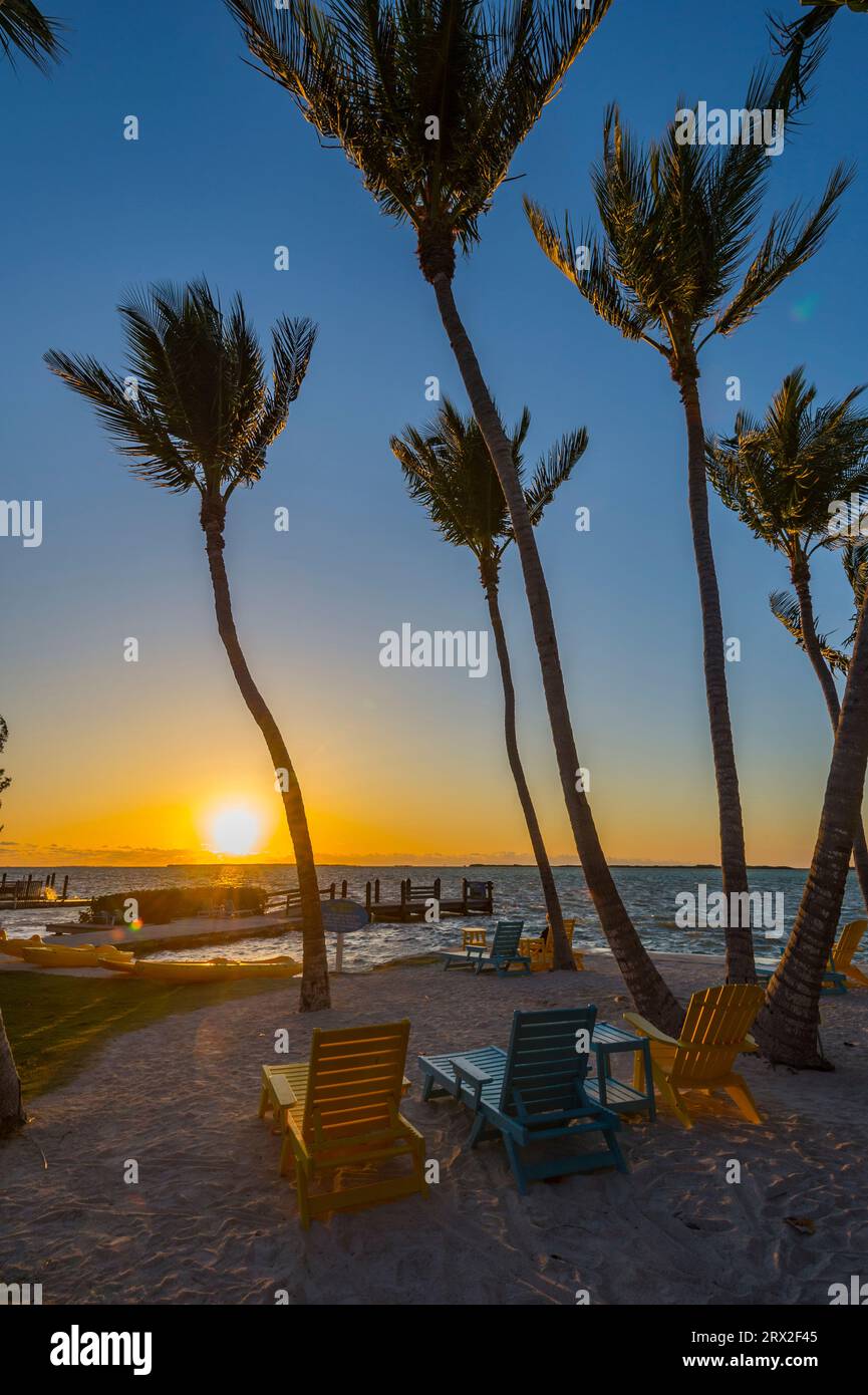 Sonnenuntergang mit hohen Palmen am Strand, Key Largo, Florida Keys USA Stockfoto