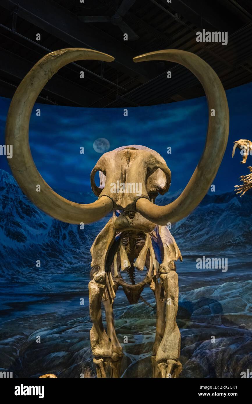 Fossiliertes Skelett eines Dinosauriers in einem Paläontologiemuseum. Stockfoto