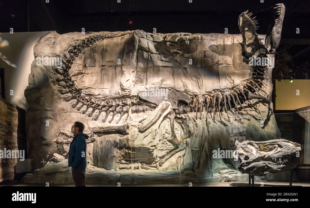 Drumheller, Alberta, Kanada – 12. Dezember 2021: Das Royal Tyrrell Museum of Palaeontology beherbergt die größte Sammlung von Dinosaurier-Fossilien in Kanada. Stockfoto