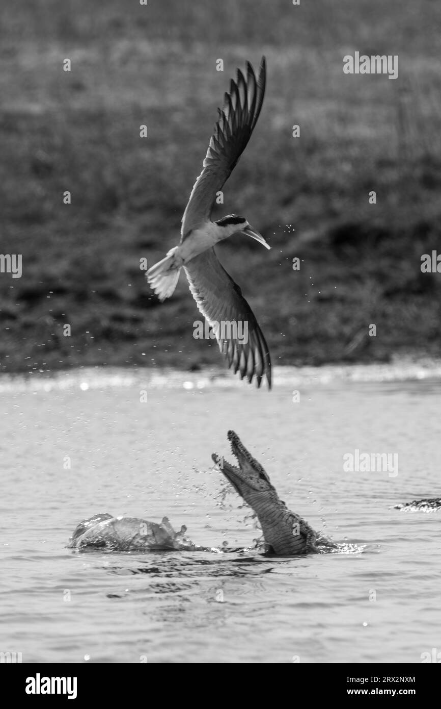 Mono-Nil-Krokodil versucht, afrikanischen Skimmer zu fangen Stockfoto