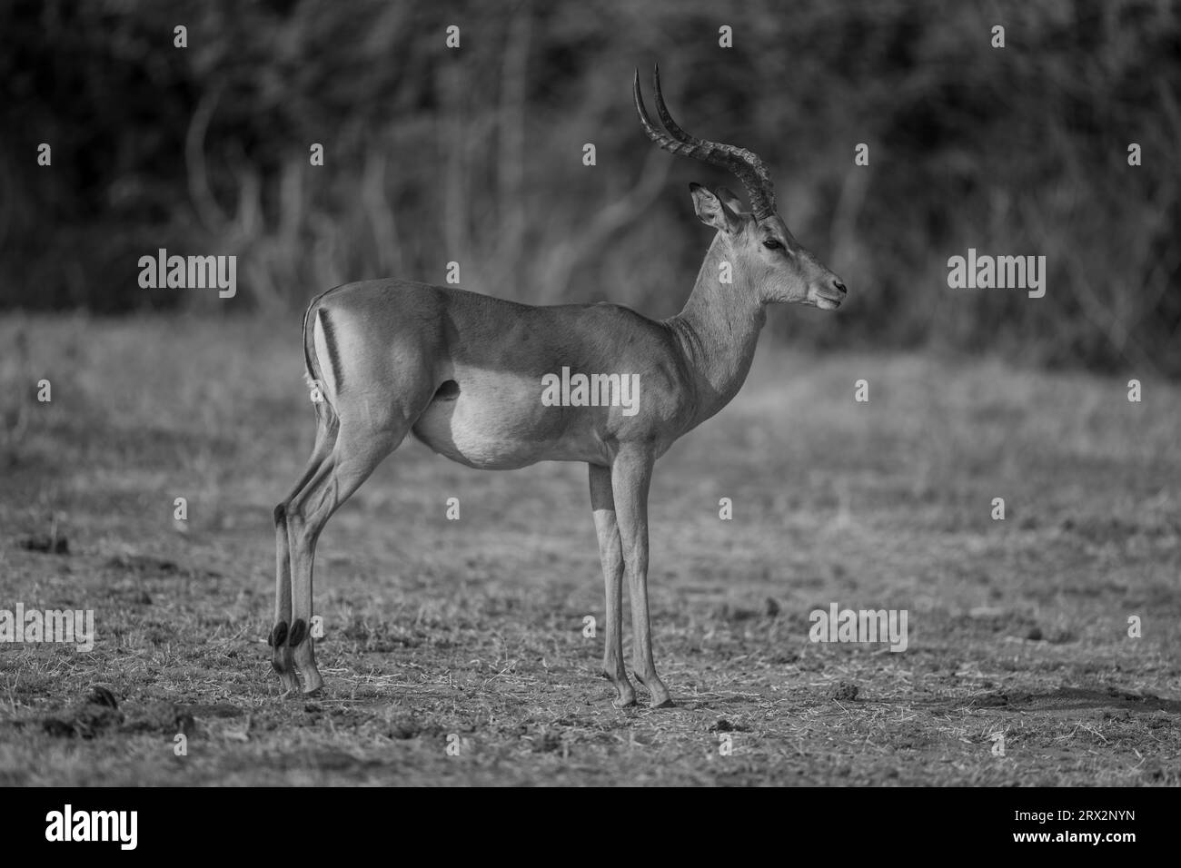 Mono gewöhnlicher Impala mit Einstiegsleuchte starrt Stockfoto