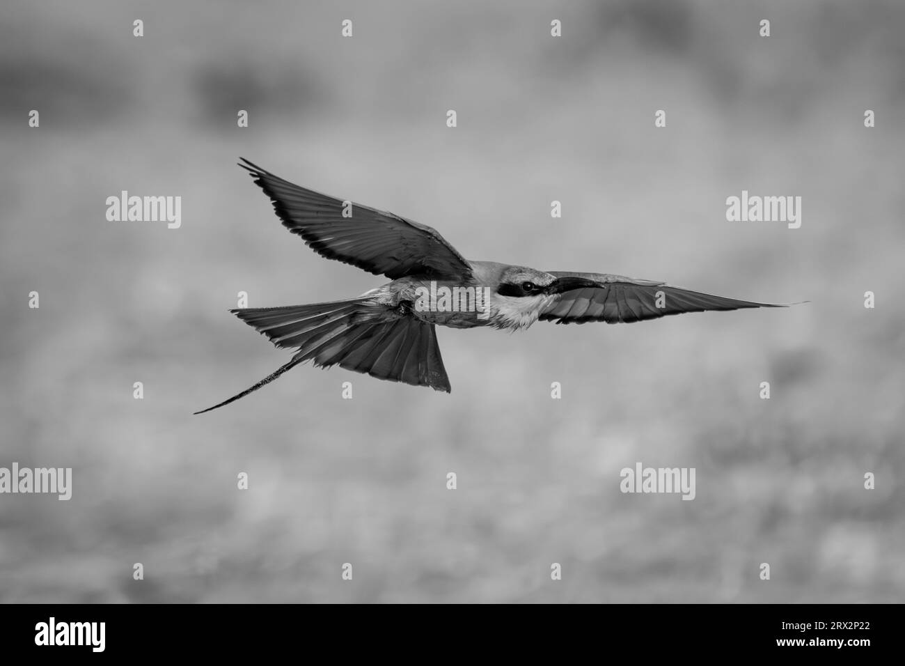 Mono-südliche Karminbienenfresser-Fliegen, die Flügel ausbreiten Stockfoto