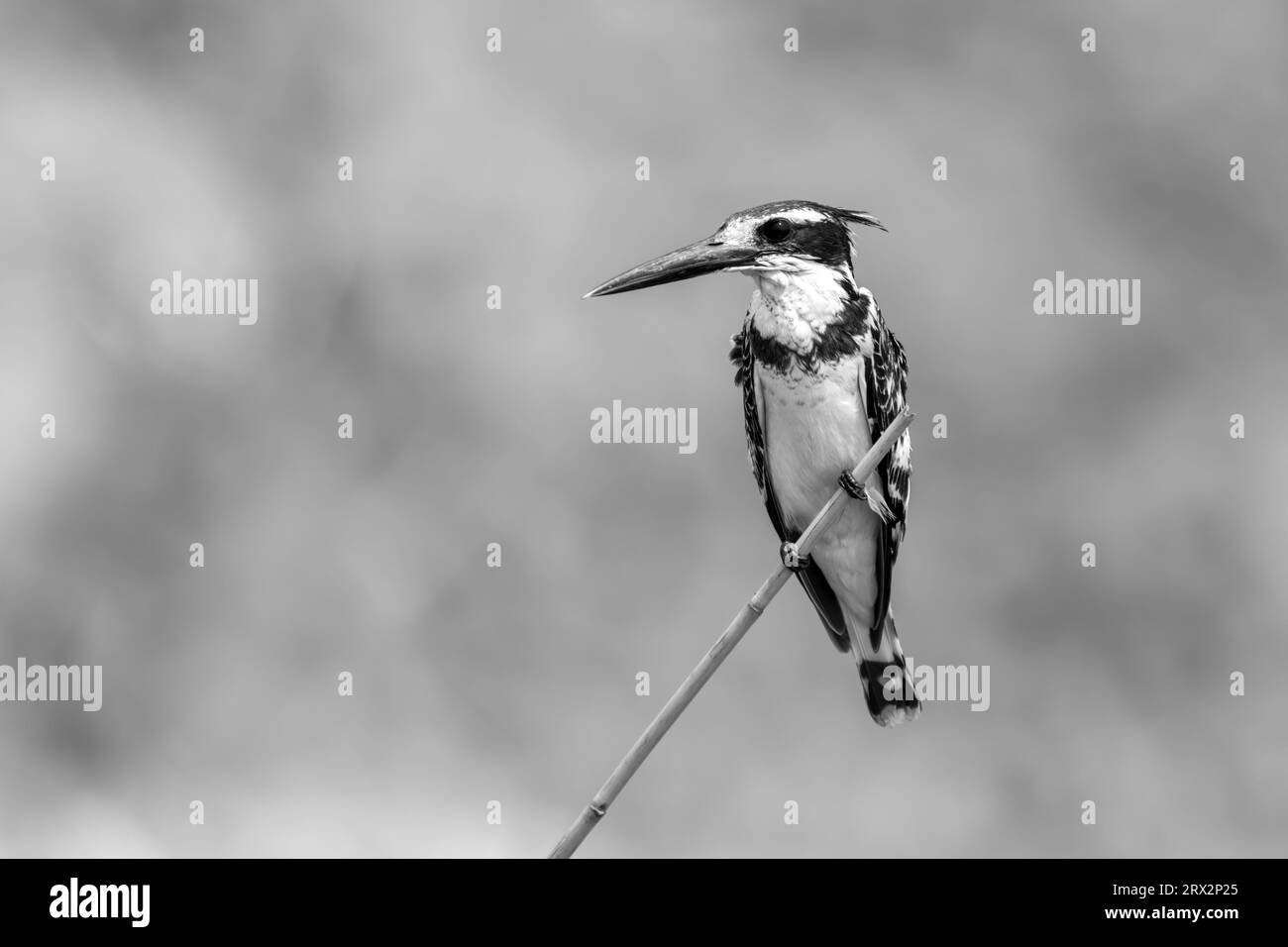 Mono pied kingfisher auf dem Zweig nach links Stockfoto