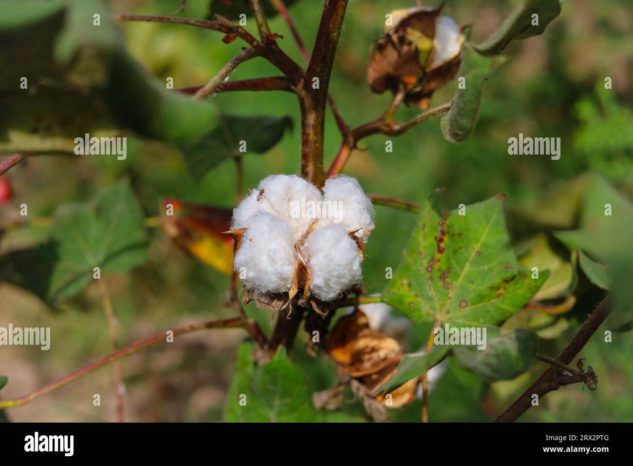 Nahaufnahme einer weißen Baumwollblume. Rohe Bio-Baumwolle, die auf der Baumwollfarm angebaut wird. Gossypium Herbaceum Nahaufnahme mit frischen Samenschalen. Baumwollpuppe hängt auf pla Stockfoto