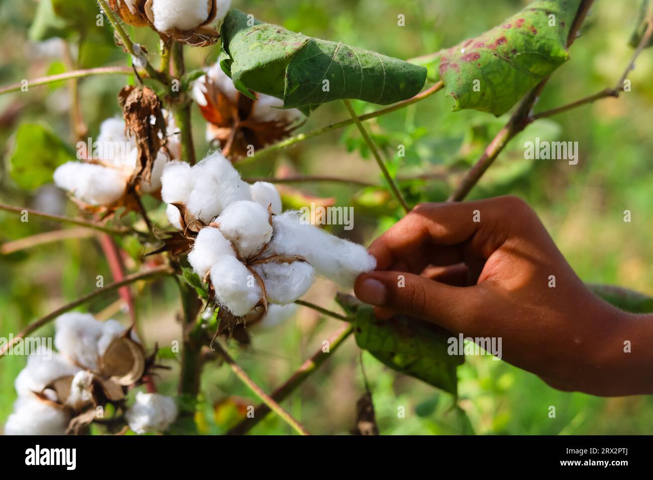 Nahaufnahme eines pakistanischen Jungen, der eine weiße Baumwollblume von Hand pflückt. Rohe Bio-Baumwolle, die auf der Cotton Farm angebaut wird. Gossypium Herbaceum aus nächster Nähe mit frischem Saatgut Stockfoto