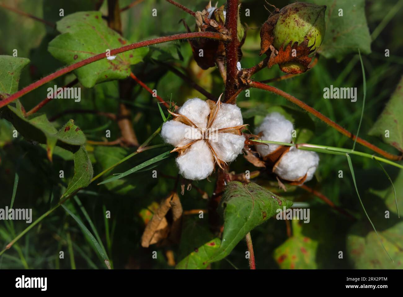 Nahaufnahme einer weißen Baumwollblume. Rohe Bio-Baumwolle, die auf der Baumwollfarm angebaut wird. Gossypium Herbaceum Nahaufnahme mit frischen Samenschalen. Baumwollpuppe hängt auf pla Stockfoto