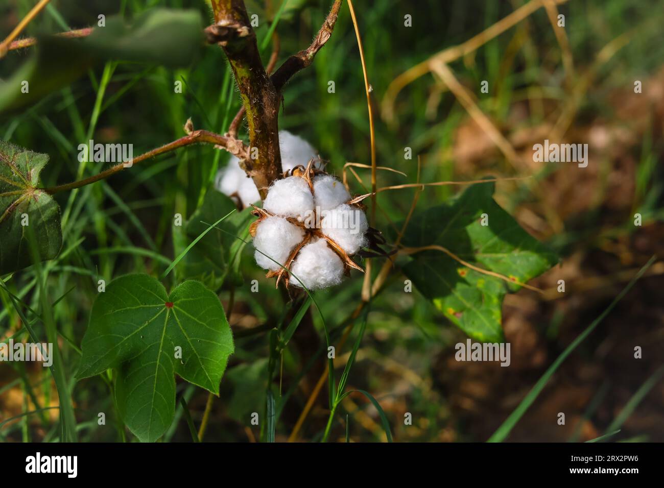 Nahaufnahme einer weißen Baumwollblume. Rohe Bio-Baumwolle, die auf der Baumwollfarm angebaut wird. Gossypium Herbaceum Nahaufnahme mit frischen Samenschalen. Baumwollpuppe hängt auf pla Stockfoto