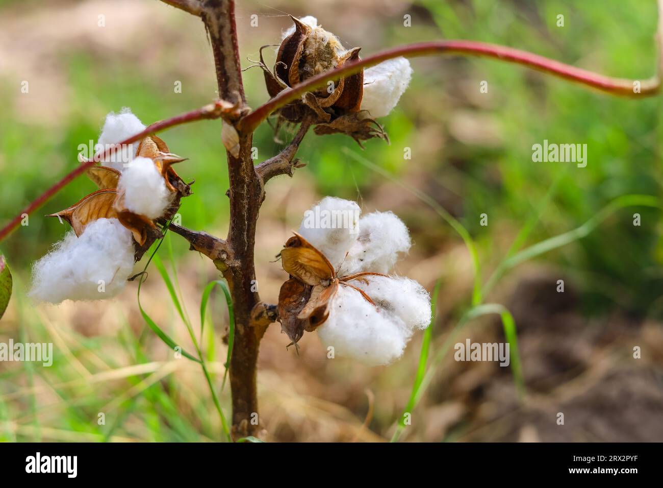 Nahaufnahme einer weißen Baumwollblume. Rohe Bio-Baumwolle, die auf der Baumwollfarm angebaut wird. Gossypium Herbaceum Nahaufnahme mit frischen Samenschalen. Baumwollpuppe hängt auf pla Stockfoto