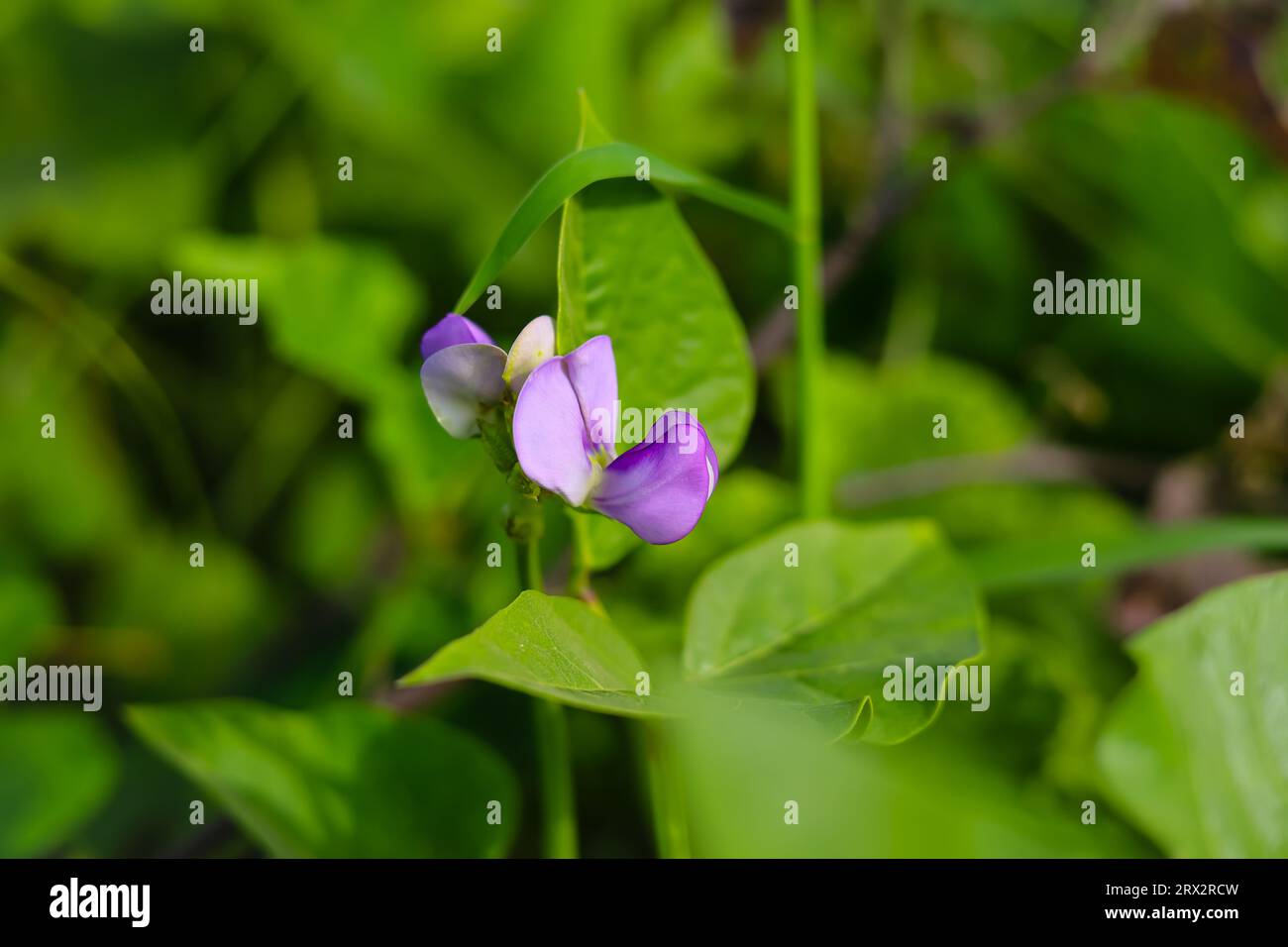 Nahaufnahme der wunderschönen lila Kuherbsenblüte im Garten. Rosa Blume der Vigna unguiculat. Cowpeas Blume. Mit selektivem Fokus Stockfoto