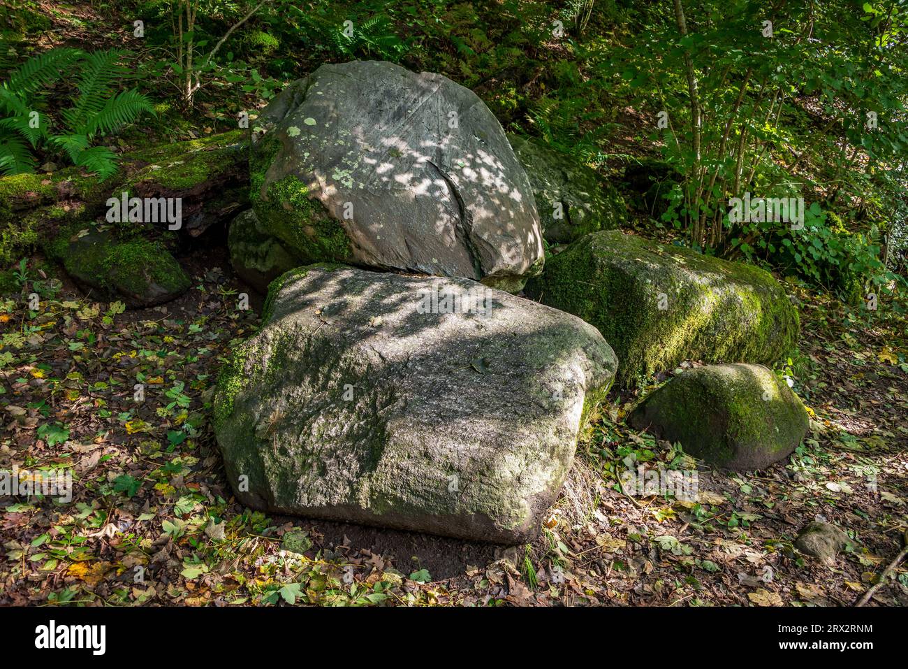 Riesige, mit Moos bedeckte Felsbrocken ruhen auf dem Waldboden im Schatten des Sonnenlichts. Stockfoto