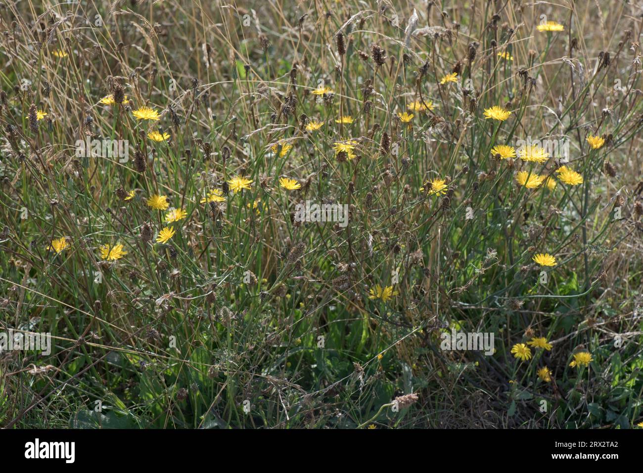 Glatter Habsbart (Crepis capillaris), der mit anderen Gräsern und breitblättrigen Pflanzen in gestörtem Abgrund, Berkshire, August, blüht Stockfoto