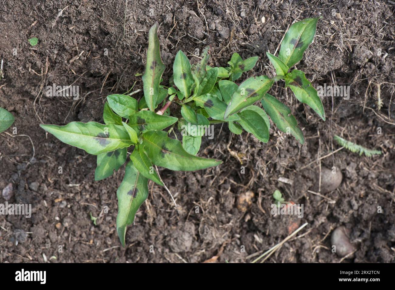 Rothaarig, gefleckter Damendamm (Persicaria maculosa) jung, niedergestreckt, jährlich, krautig, Unkraut, Pflanze mit schwarzen gefleckten Blättern, Berkshire, Juni Stockfoto