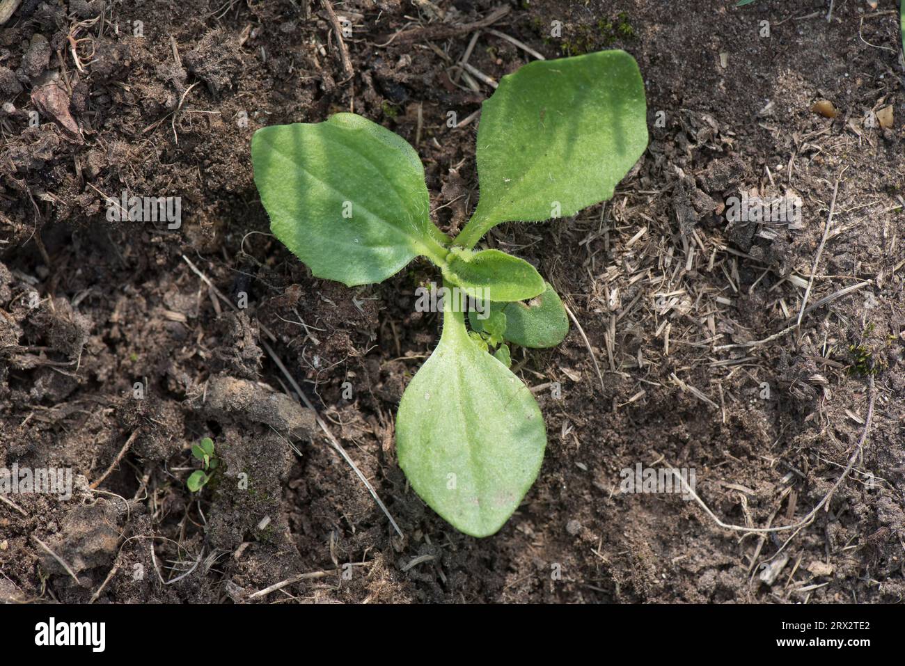 Laubblattpflanzenkraut, Großplantain (Plantago Major) erste echte Blätter von jungen Unkrautpflanzen-Setzlingen in einem Gartenblumenbeet, Berkshire, Juni Stockfoto