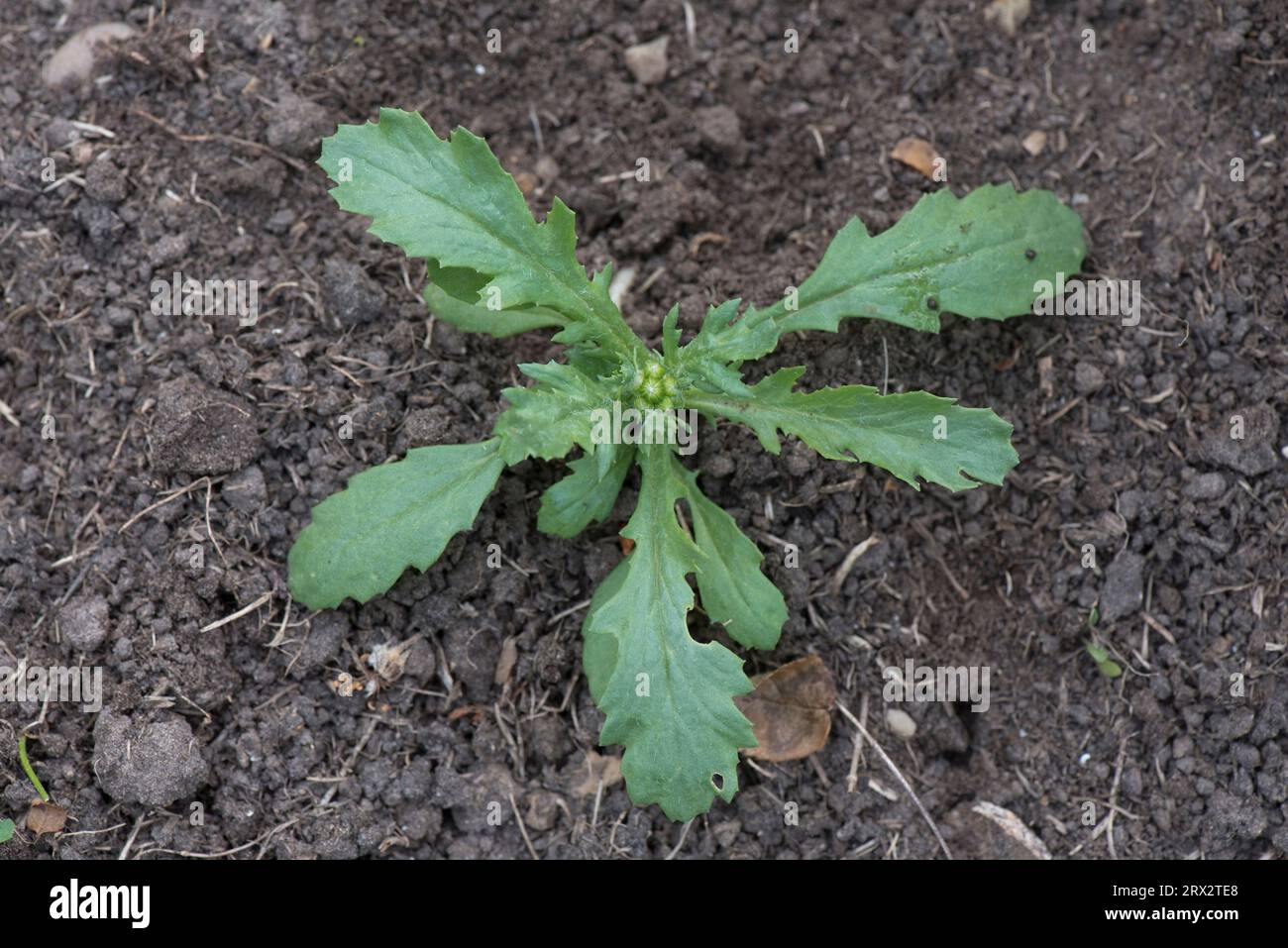 Groundsel (Senecio vulgaris) Rosette von jungen Blättern auf krautigen jährlichen Unkrautpflanzen mit aufrechten Blütenstängeln gerade entwickelt, Berkshire, Juni Stockfoto
