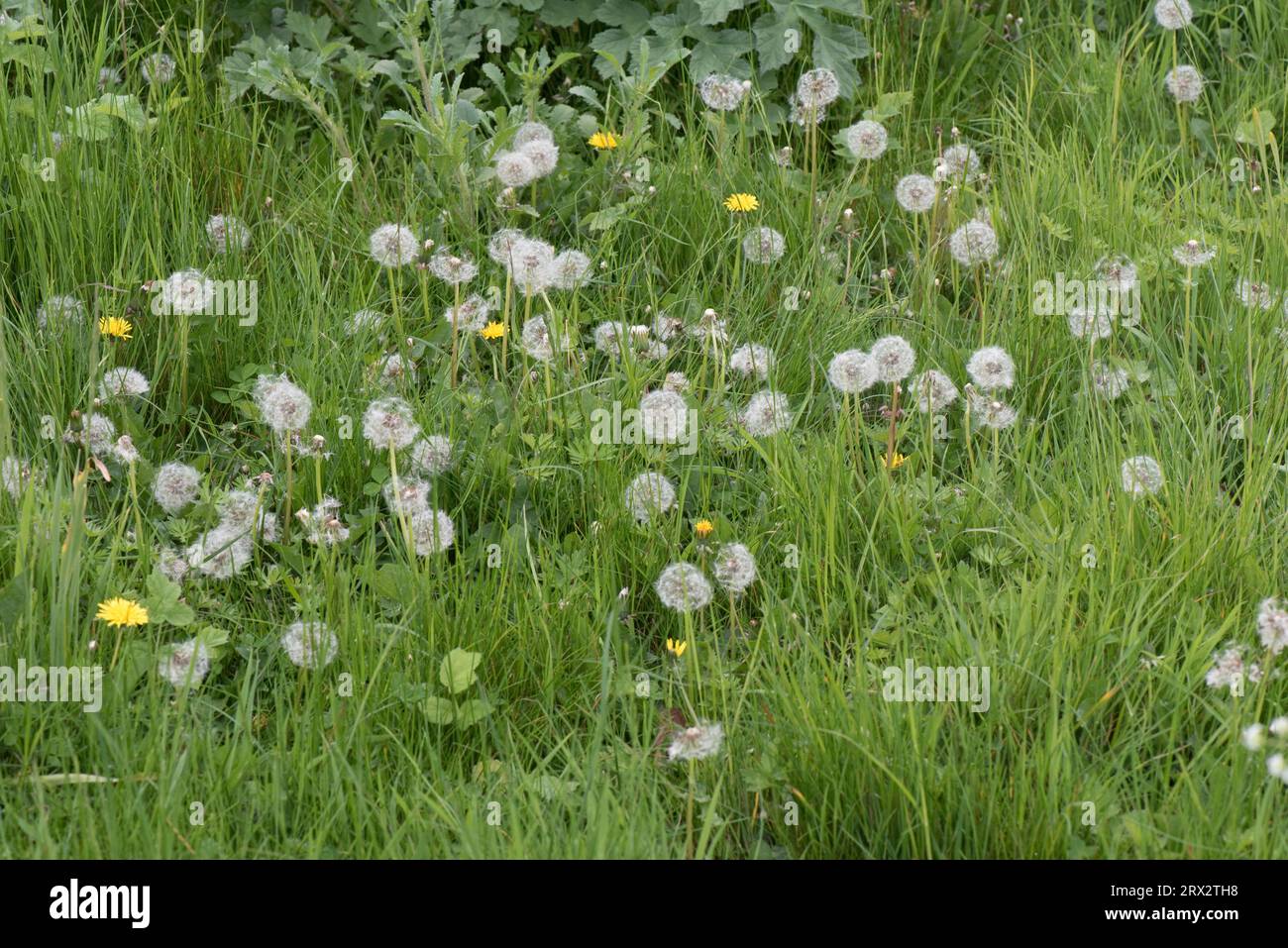 Löwenzahn (Taraxacum officinale), die Köpfe von Wind geblasenen Pappi-„Uhren“ auf rauen Weiden, Berkshire, Mai Stockfoto