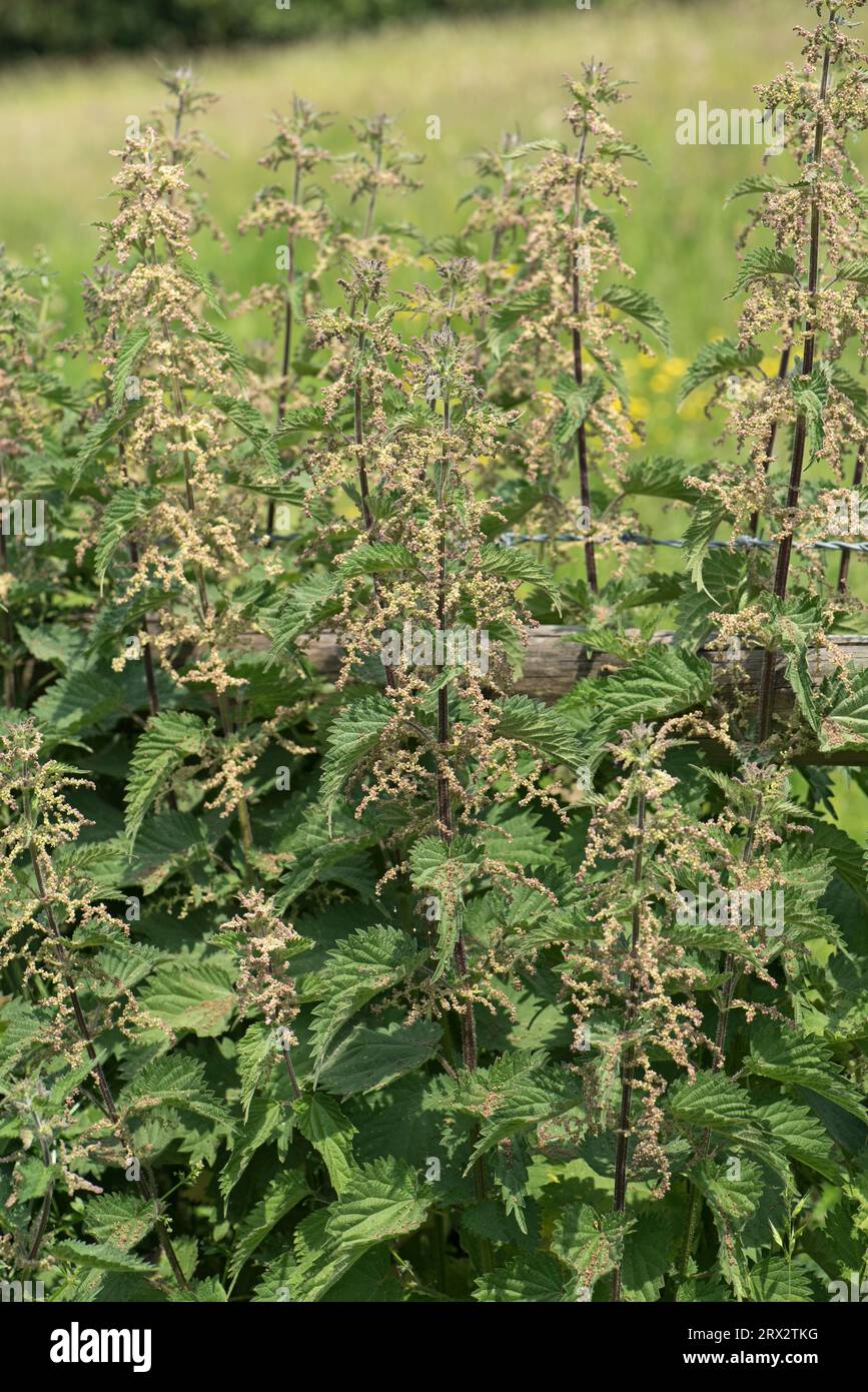 Brennnessel (Urtica dioica) hohe blühende Pflanzen mit mehreren kleinen Blüten auf axillaren Blütenständen, Berkshire, Juni Stockfoto