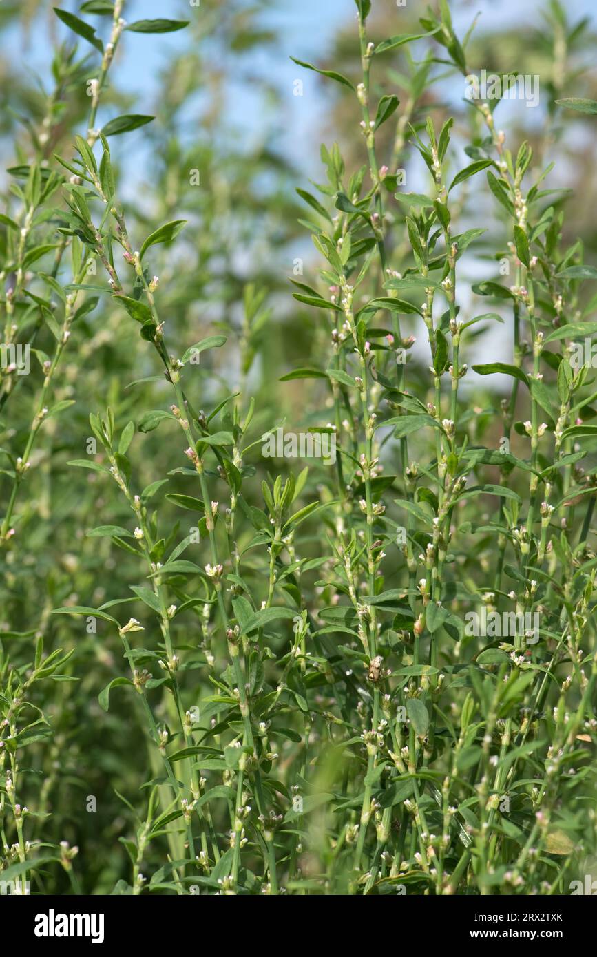 Gewöhnliches Knotgrass (Polygonum aviculare) und krautiges Pflanzenkraut, halbaufrecht mit kleinen grünen, rosa und weißen Blüten, Berkshire, August Stockfoto
