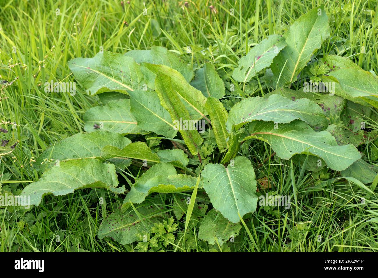 Breitblättrige Blätter von kräftigem, ausdauerndem, krautartigem Pflanzenkraut, das auf rauen Weiden wächst, Berkshire, August Stockfoto