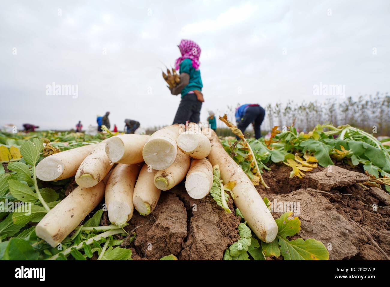 Luannan County, China - 27. Oktober 2022: Farmers Harvest White Radieschen in the Fields, Luannan County, Provinz Hebei, China Stockfoto