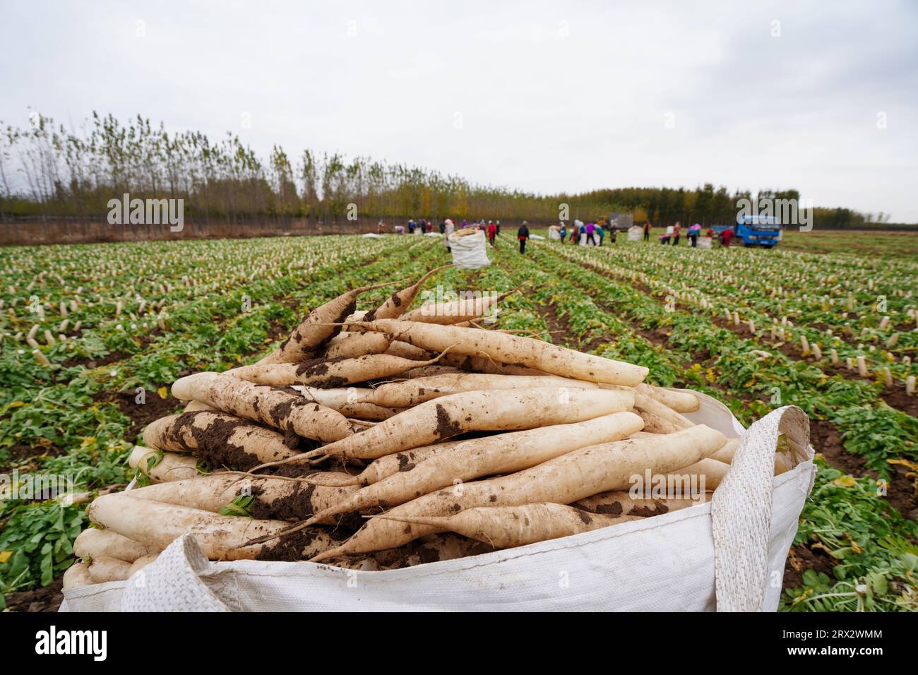 Luannan County, China - 27. Oktober 2022: Farmers Harvest White Radieschen in the Fields, Luannan County, Provinz Hebei, China Stockfoto