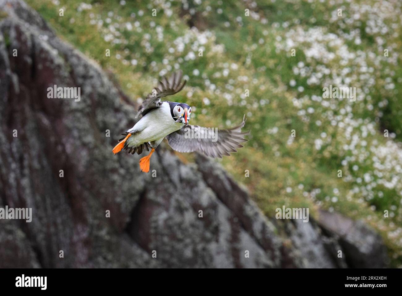 Atlantischer Puffin im Flug mit Sandaalen im Schnabel, Großbritannien, Europa Stockfoto