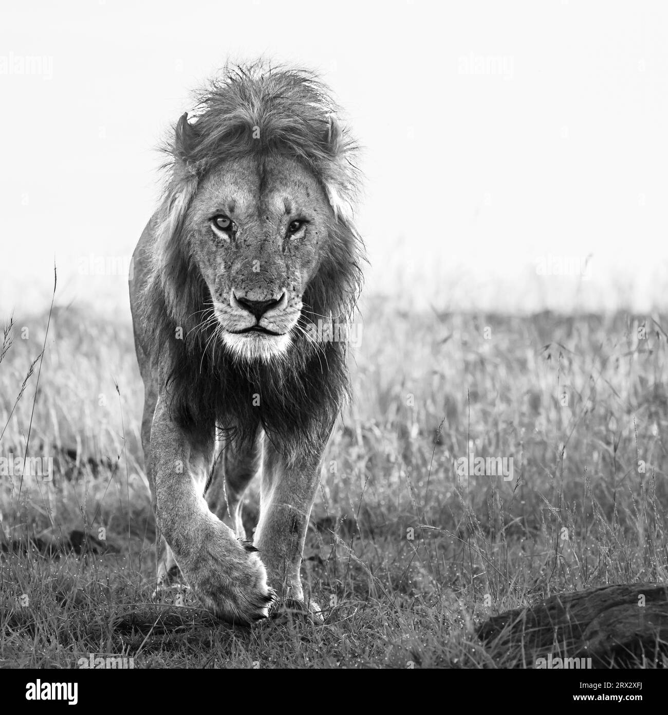 Afrikanischer Löwe (Panthera Leo), Mara North, Maasai Mara, Kenia, Ostafrika, Afrika Stockfoto
