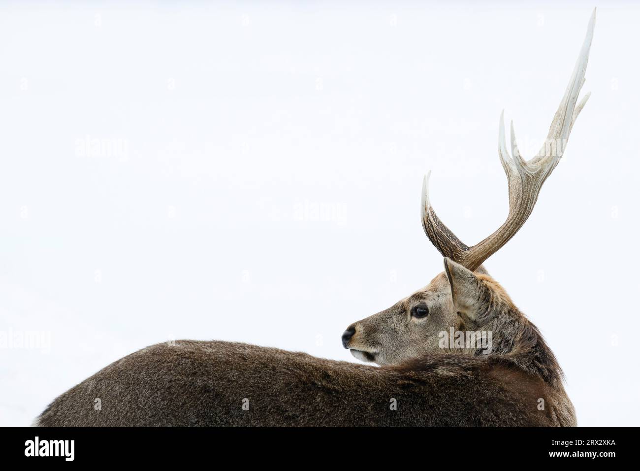 Sika Deer (Cervus nippon), Notsuke Peninsula, Hokkaido, Japan, Asien Stockfoto