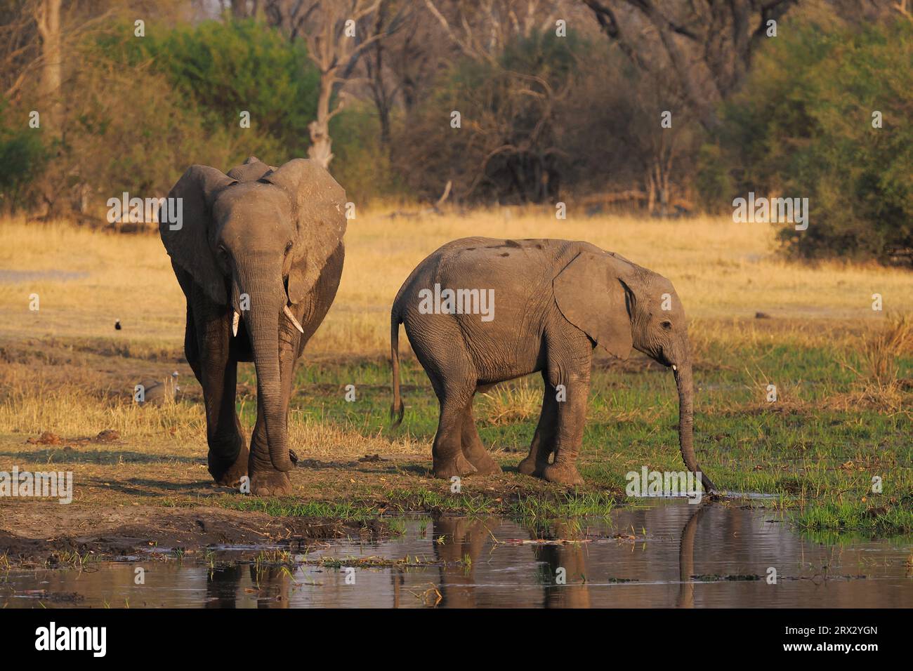 Das Okavango-Delta ist derzeit eine der wichtigsten Hochburgen Afrikas für diese ikonische Art. Stockfoto