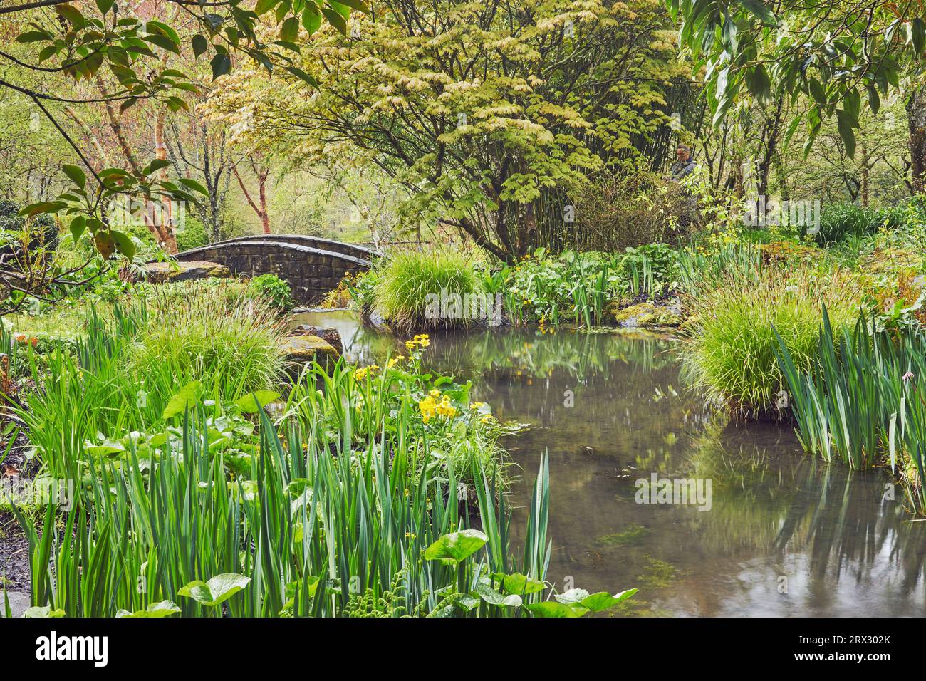 Ein schattiger, von Pflanzen gesäumter Bach fließt durch das Herz des Gartens, RHS Rosemoor Garden, Great Torrington, Devon, England, Vereinigtes Königreich, Europa Stockfoto