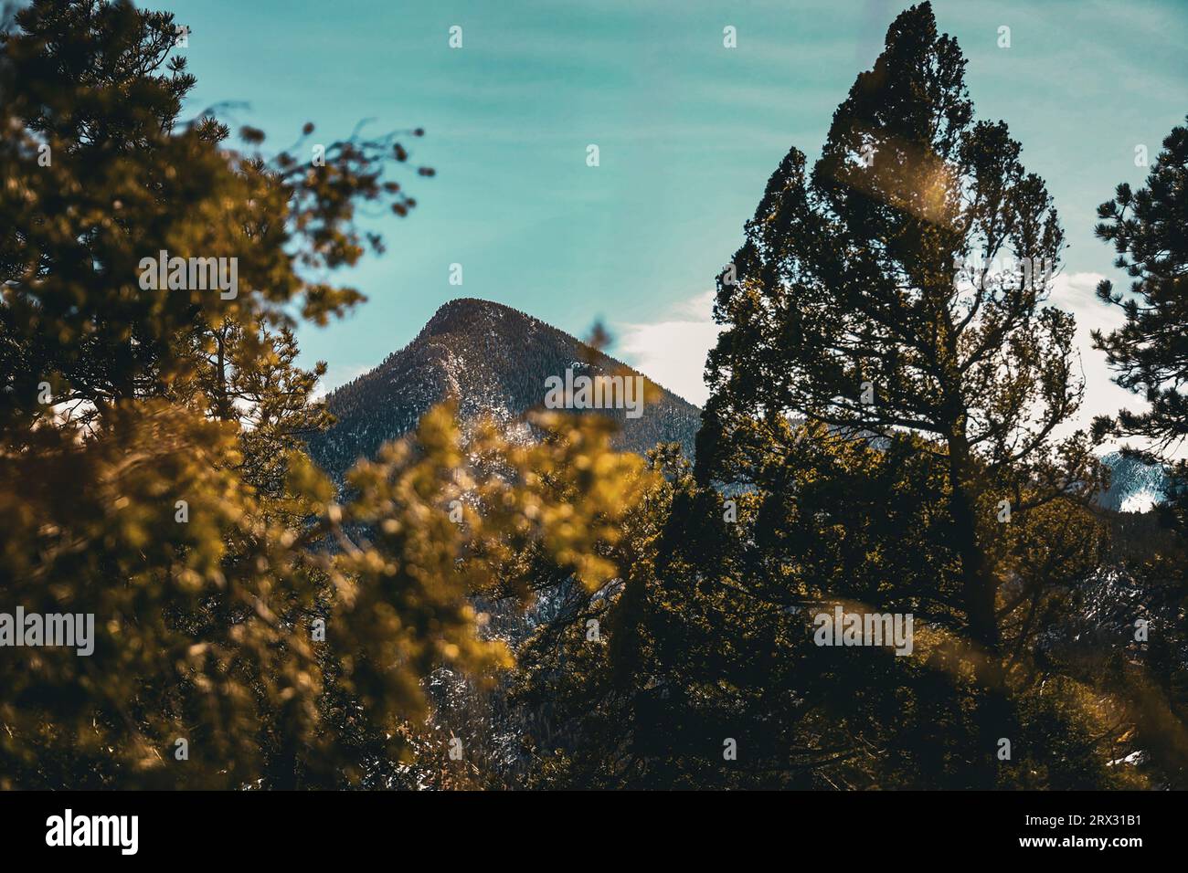 Durch Die Bäume Ragen Stockfoto