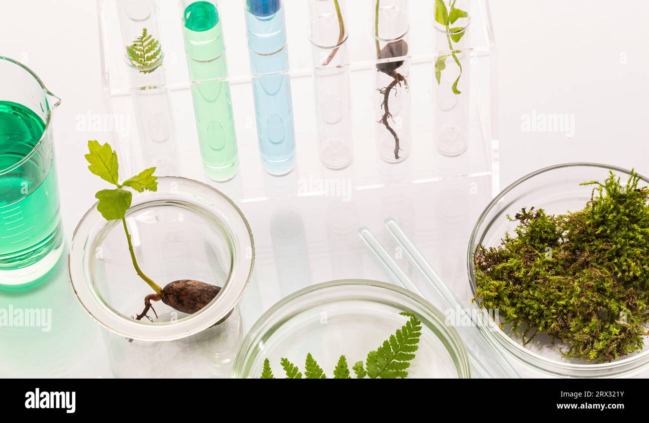 Reagenzgläser mit Pflanzen im Halter, Vitamine auf hellem Hintergrund, Labor. Stockfoto