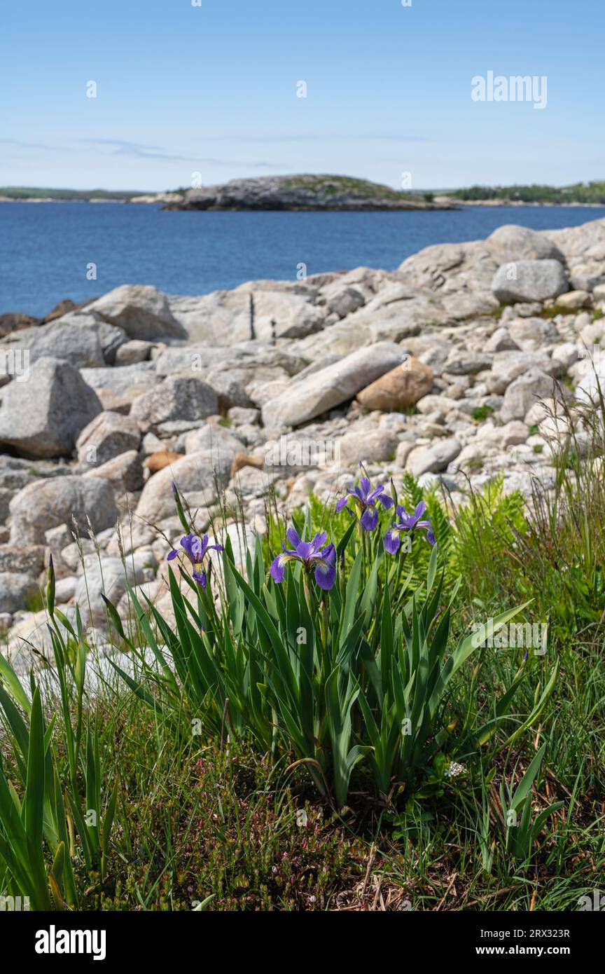 Wild Iris Blumen an der felsigen Küste am Atlantik, Dr. Bill Freedman Nature Preserve, Nature Conservancy of Canada, Nova Scotia, Kanada Stockfoto