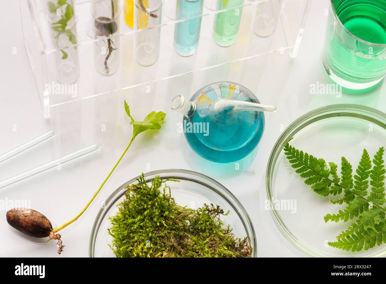 Reagenzgläser mit Pflanzen im Halter, Vitamine auf hellem Hintergrund, Labor. Stockfoto