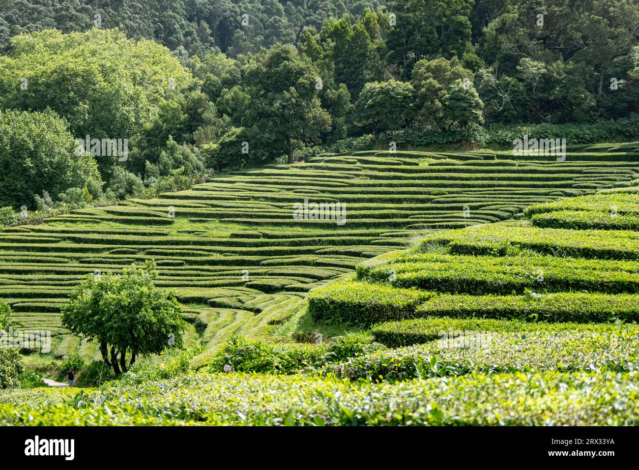 Teeplantagen auf der Insel Sao Miguel, Azoren, Portugal, Atlantik, Europa Stockfoto
