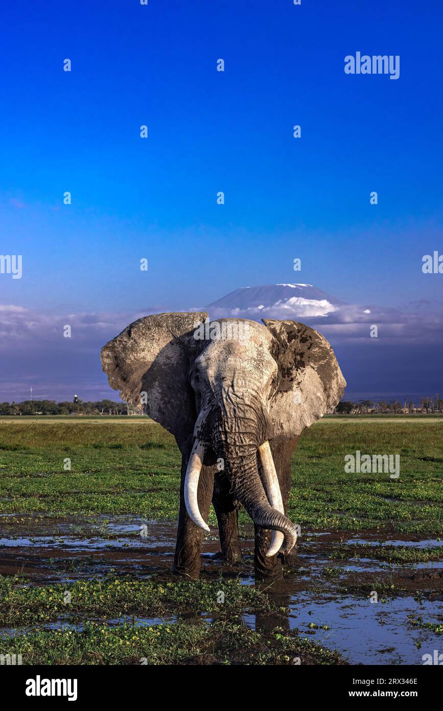 Super Tusker Paulo in Amboseli mit Kilimandscharo im Hintergrund Stockfoto