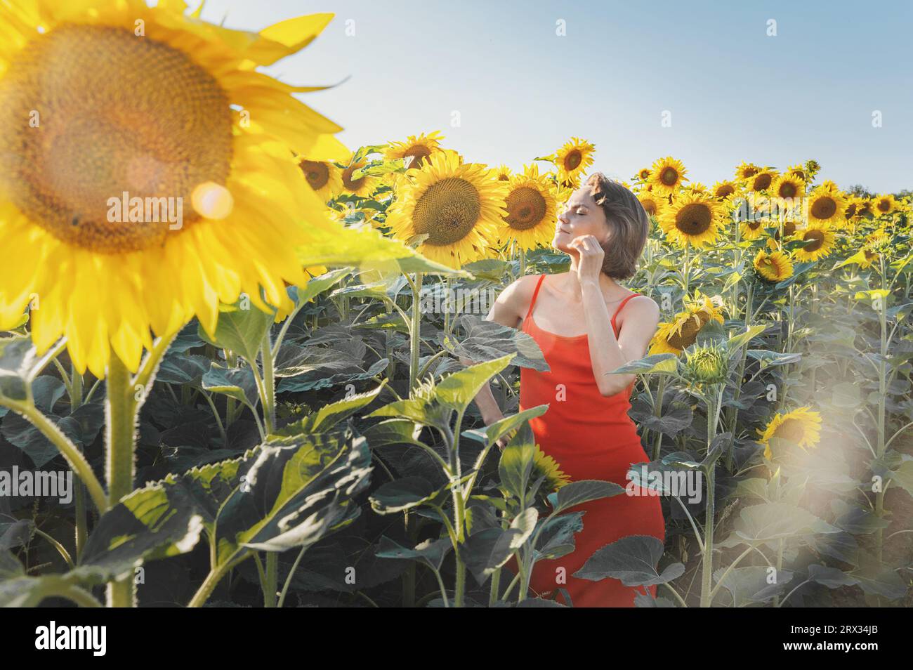 Wunderschöne junge Frau mit Sonnenblumen, die die Natur genießt und auf dem Sonnenblumenfeld im Sommer lacht. Eine Frau mit Sonnenblumen. Sonnenschein, Sonnenlicht, Sonnenschein, Stockfoto
