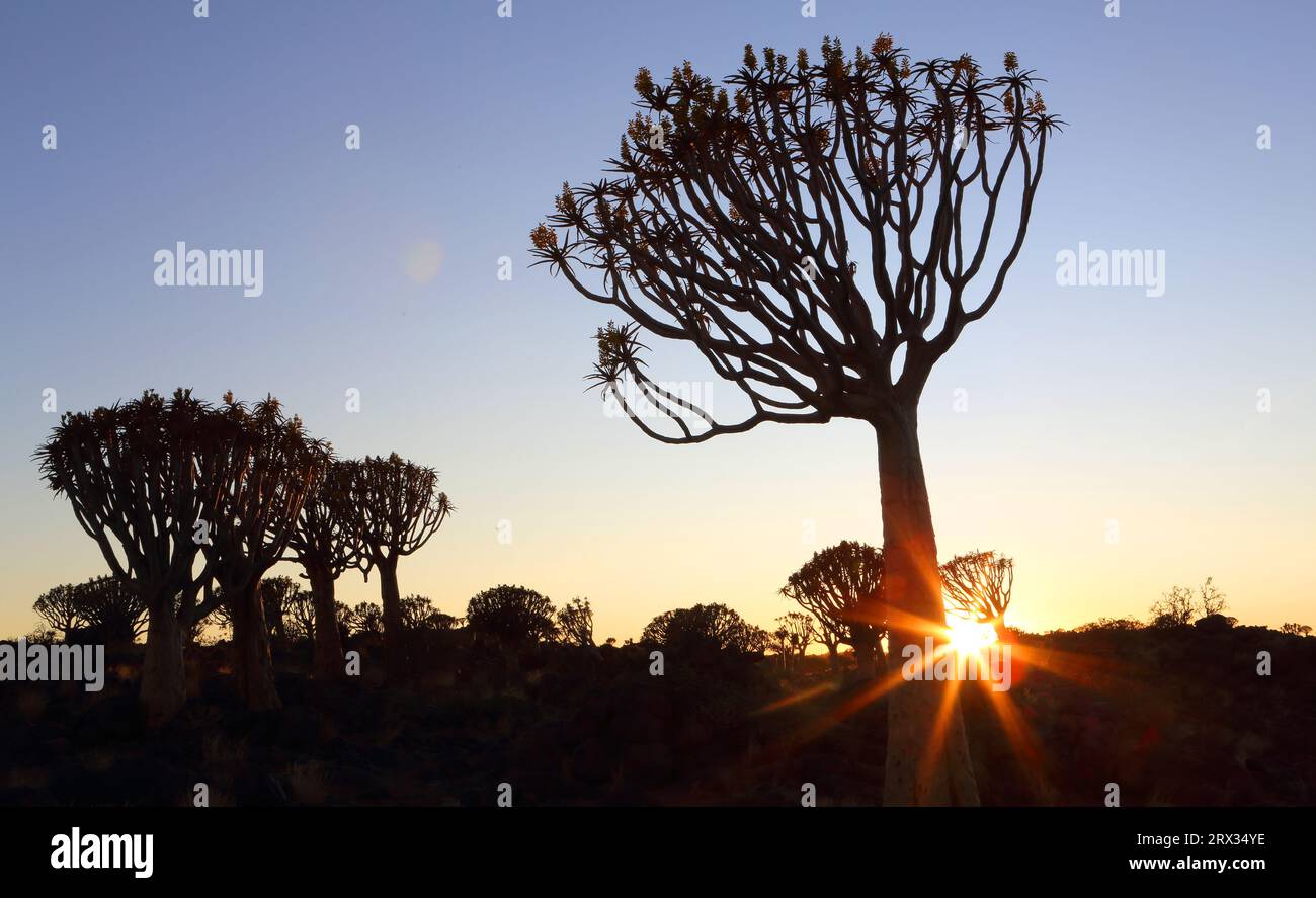 Quiver Tree Forest, Keetmanshoop, Süd-Namibia, Afrika Stockfoto