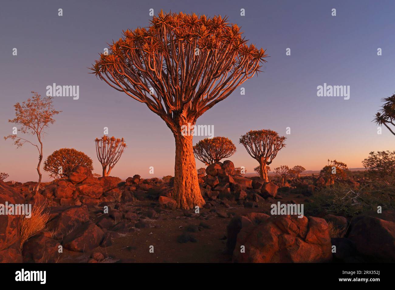 Quiver Tree Forest, Keetmanshoop, Süd-Namibia, Afrika Stockfoto