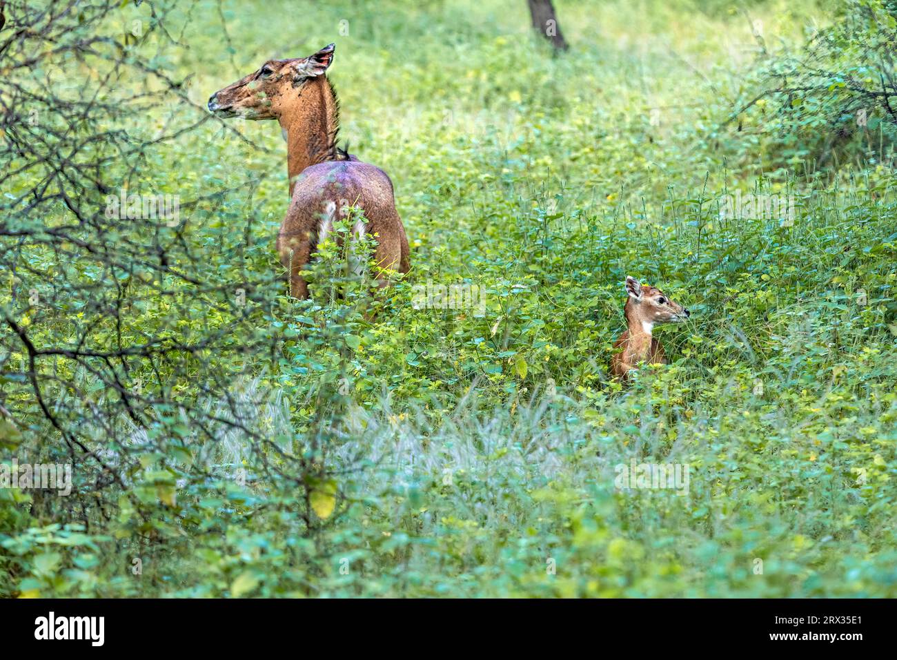 Sambarhirschmutter und -Fawn Stockfoto