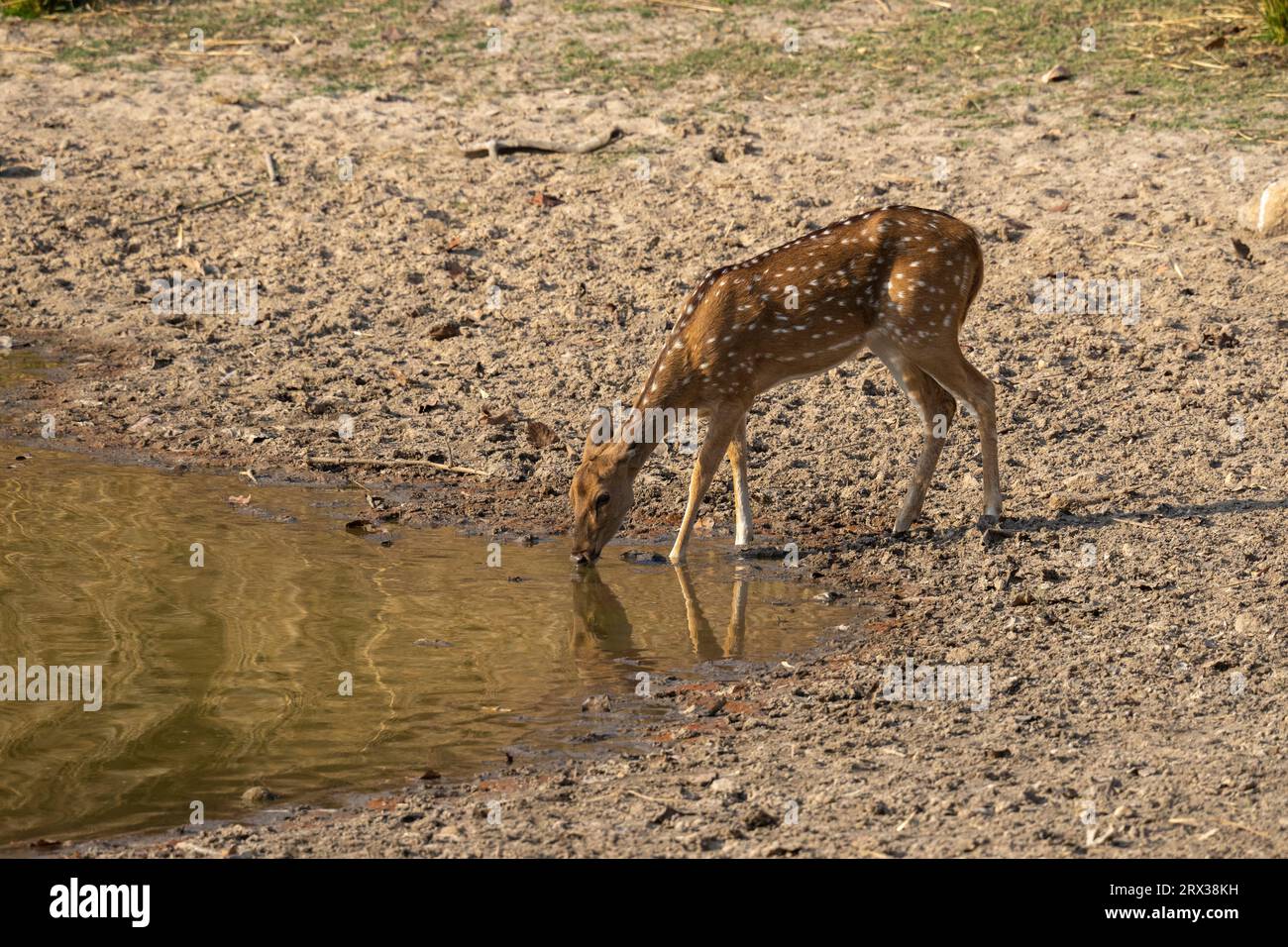 Axis Deer (Cervus-Achse), Bandhavgarh-Nationalpark, Madhya Pradesh, Indien, Asien Stockfoto